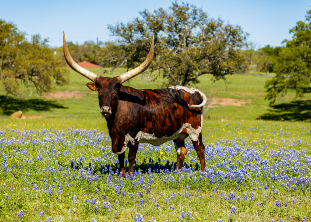 Texas